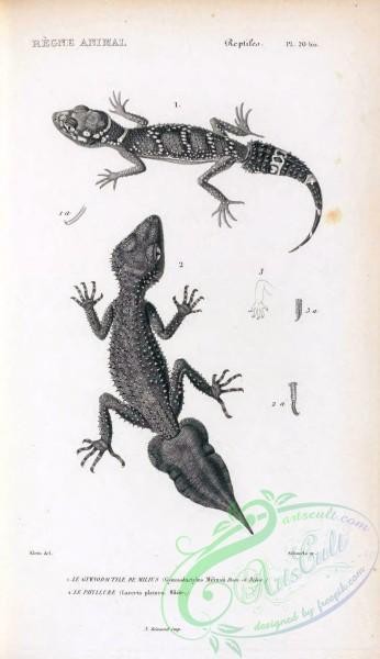 reptiles_and_amphibias_bw-00344 - 020-gymnodactylus miliusii, lacerta platura