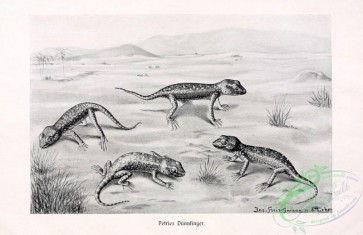 reptiles_and_amphibias_bw-00431 - 001-stenodactylus petrei