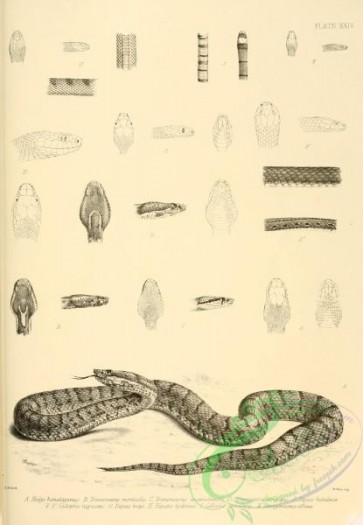 reptiles_and_amphibias_bw-00660 - 023-halys himalayanus, trimeresurus monticola, trimeresurus anamallensis, trimeresurus strigatus, dipsas bubalina, callophis nigrescens, dipsas boops, tetragonosoma effrene