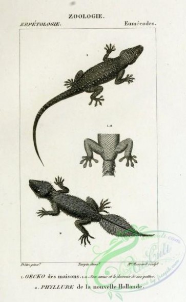 reptiles_and_amphibias_bw-01004 - 006-gecko des maisons (Fr), phyllure de la nouvelle hollande (Fr)