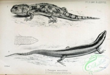 reptiles_and_amphibias_bw-01075 - 001-pttenopus maculatus, cordylosaurus trivirgatus