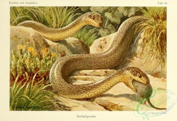 reptiles_and_amphibias_full_color-00042 - coluber longissimus