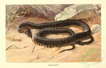 reptiles_and_amphibias_full_color-00083 - zamenis hippocrepis