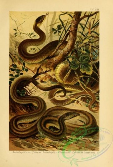 reptiles_and_amphibias_full_color-00086 - coluber aeskulapii, coronella austriaca