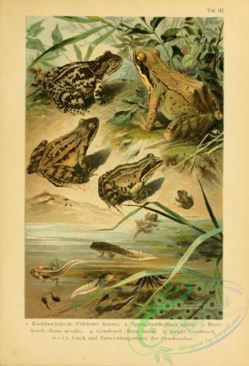 reptiles_and_amphibias_full_color-00090 - pelobates fuscus, rana agilis, rana arvalis, rana muta