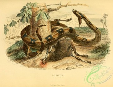 reptiles_and_amphibias_full_color-00103 - boa constrictor, constrictor formosissimus, rex serpentum, boa constrictrix
