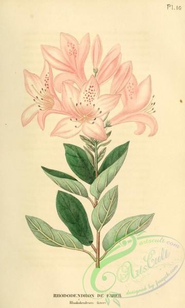 rhododendrons-00499 - rhododendron fareri