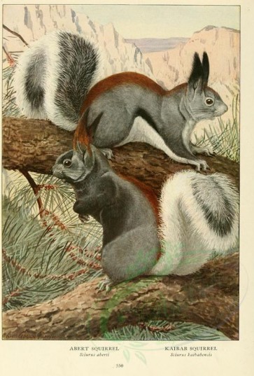 rodents-00039 - Abert Squirrel, Kaibab Squirrel [2351x3475]