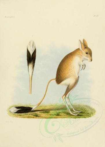 rodents-00369 - Mongolian five-toed jerboa [2479x3486]