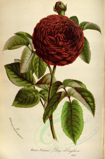 roses_flowers-00142 - Rose Duc d'Enghien [2373x3590]