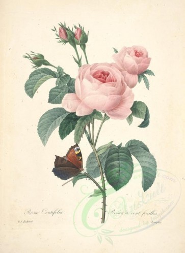 roses_flowers-00167 - rosa centifolia, 3 [4718x6418]