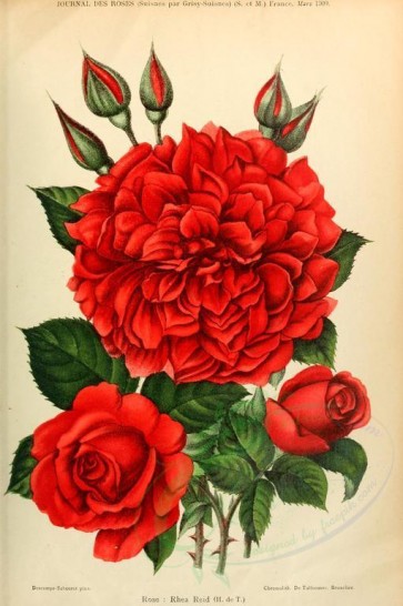 roses_flowers-00363 - 001-Rose - Rhea Reid [2033x3053]