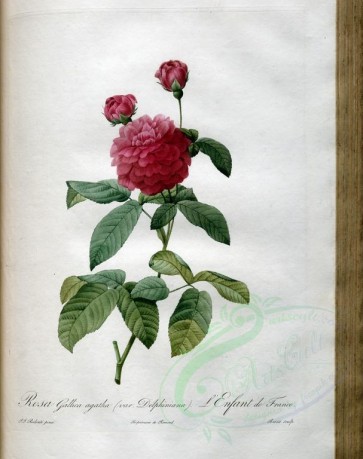 roses_flowers-00433 - rosa gallica agatha delphiniana [3400x4300]