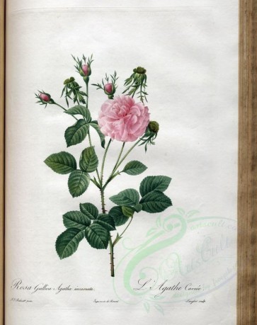 roses_flowers-00434 - rosa gallica agatha incarnata [3400x4300]