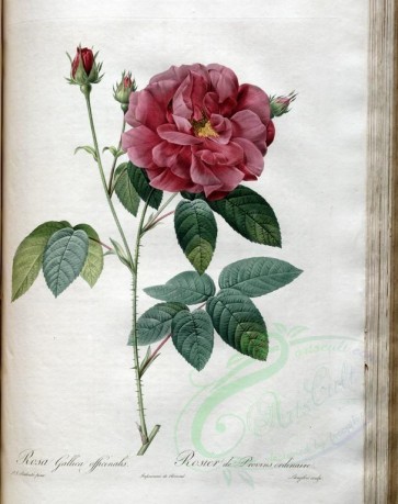 roses_flowers-00444 - rosa gallica officinalis [3400x4300]