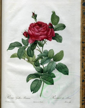 roses_flowers-00445 - rosa gallica pontiana [3400x4300]