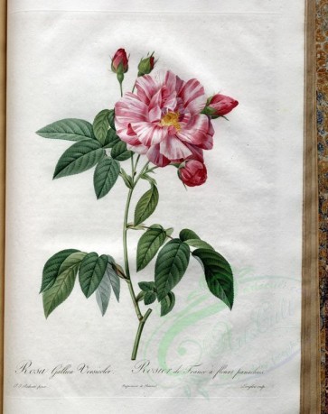 roses_flowers-00450 - rosa gallica versicolor [3400x4300]