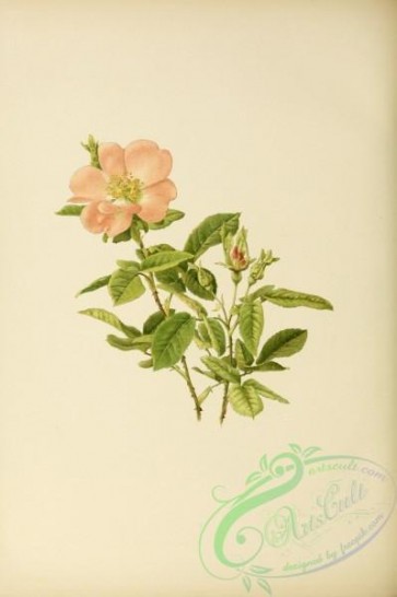 roses_flowers-00657 - rosa sancta [3220x4831]