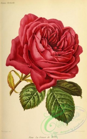 roses_flowers-00966 - Rose La France