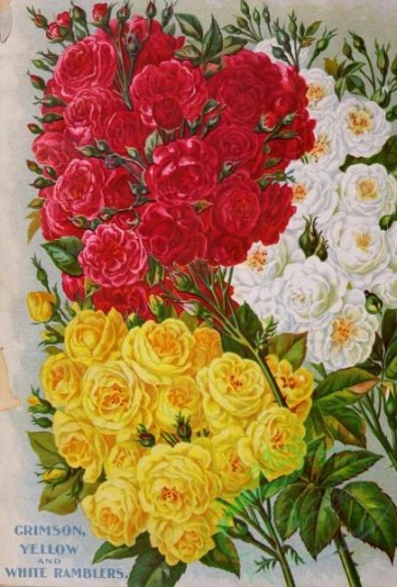 roses_flowers-01436 - 012-Crimson Rambler Rose