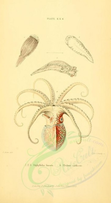 sea_animals-00504 - diphyllidia lineata, eledone cirrhosus [1906x3466]