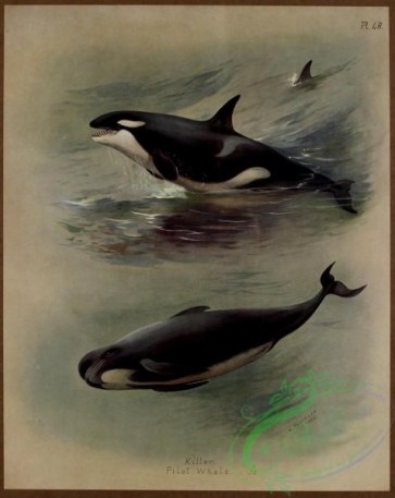 sea_animals-00622 - Killer Whale, Pilot Whale