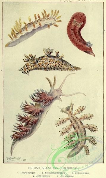 sea_animals-00673 - British Sea-slugs, triopa claviger, thecacera pennigera, eolis coronata, doris coccinea, doto coronata