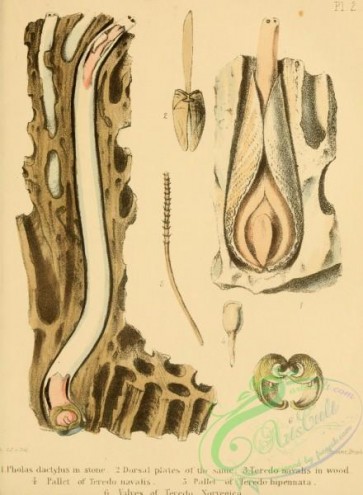 sea_animals-00709 - pholas dactylus, teredo navalis
