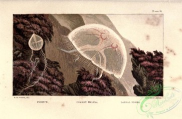 sea_animals-00715 - Cydippe, Common Medusa, Larval Forms