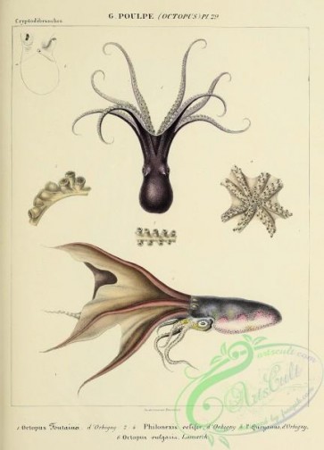 sea_animals-00820 - 032-octopus fontainei, philonexis velifer, philonexis quoyanus, octopus vulgaria