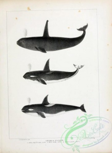sea_animals_bw-00241 - 030-Orcas or Killers, orca regtipinna, orca ater