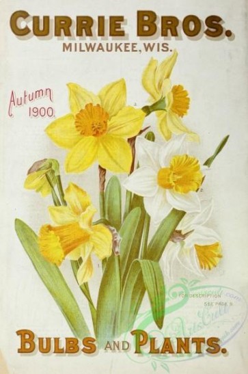 seeds_catalogs-00136 - 136-Narcissus [2796x4206]