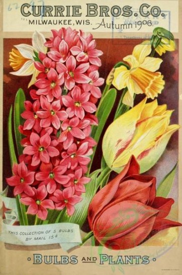 seeds_catalogs-00156 - 156-tulips, hyacinthus [2812x4237]