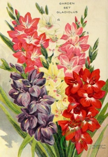 seeds_catalogs-00172 - 172-Gladiolus [2204x3176]