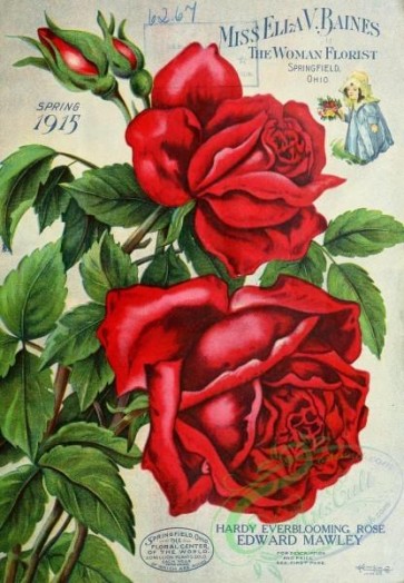 seeds_catalogs-00173 - 173-Red Rose [2243x3234]