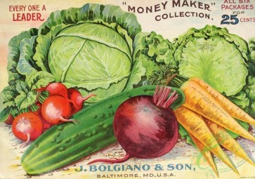 seeds_catalogs-00310 - 089-Cabbage, Lettuce, Carrot, Beet, Radish, Cucumber [3546x2494]