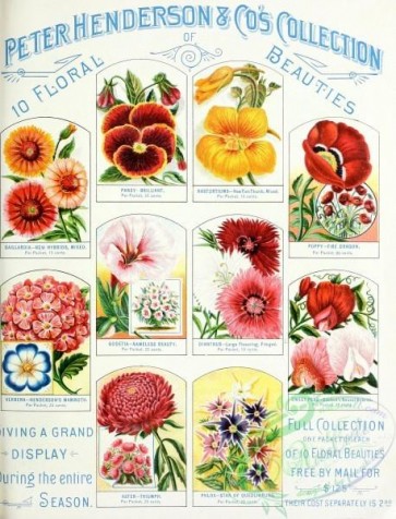 seeds_catalogs-00484 - 075-Pansy, gaillardia, nasturtium, Poppy, godetia, dianthus, Sweet Pea, aster, verbena, phlox [2854x3735]