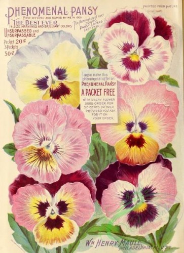 seeds_catalogs-00703 - 004-Pansy [2679x3686]