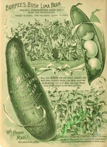 seeds_catalogs-00735 - 036-Cucumber, Bean [2748x3751]