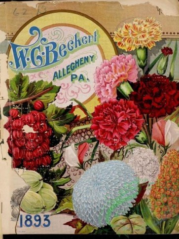 seeds_catalogs-01032 - 056-Carnations, chrysanthemum, Currant [2718x3627]