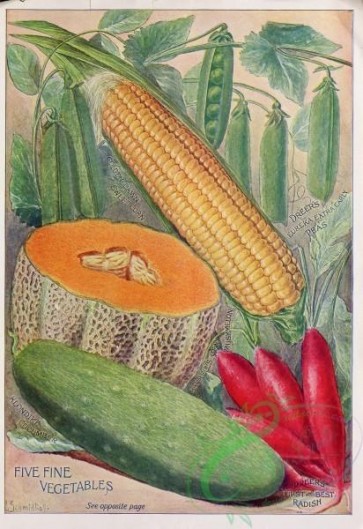 seeds_catalogs-01235 - 069-Muskmelon, Corn, Pea, Radish, Cucumber [2604x3788]