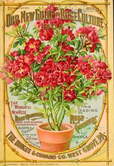 seeds_catalogs-01260 - 005-Crimson Rambler Rose, in vase [3128x4576]
