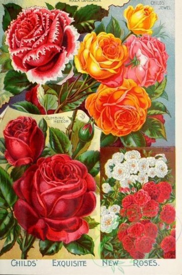 seeds_catalogs-01805 - 076-Roses [2235x3362]