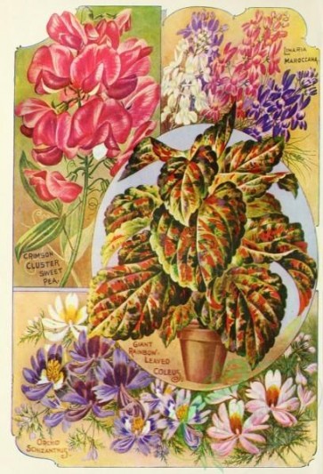 seeds_catalogs-01953 - 053-coleus, sweet pea, linaria maroccana, orchid [2221x3256]