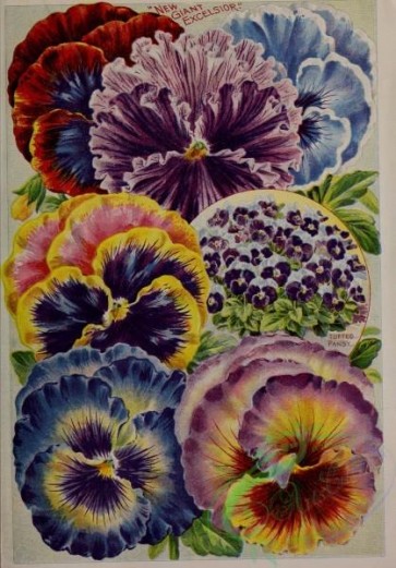 seeds_catalogs-01996 - 013-Pansy [3173x4547]