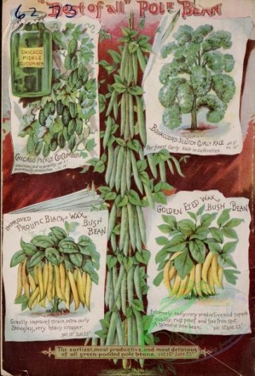seeds_catalogs-02898 - 008-Bean, Trees, paper, cucumber [3060x4510]