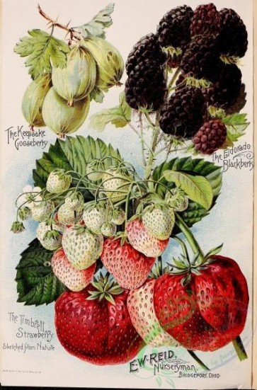 seeds_catalogs-03020 - 037-Strawberry, Gooseberry, Blackberry [2292x3473]