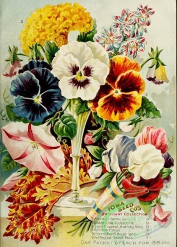 seeds_catalogs-03258 - 079-Pansies, Ipomoea, bouquet [2550x3542]