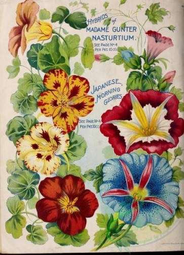seeds_catalogs-03531 - 066-Nasturtium, Ipomoea [2633x3635]