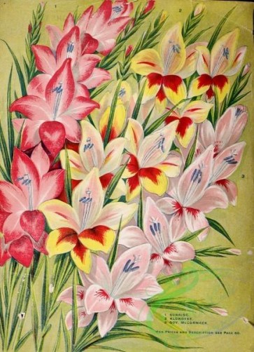 seeds_catalogs-04634 - 050-gladiolus [3124x4317]